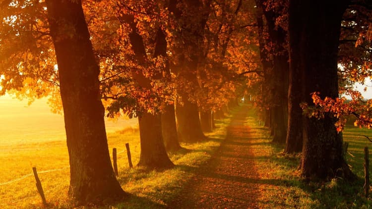 Voir l'automne, une saison en France