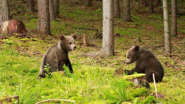Beary Tales